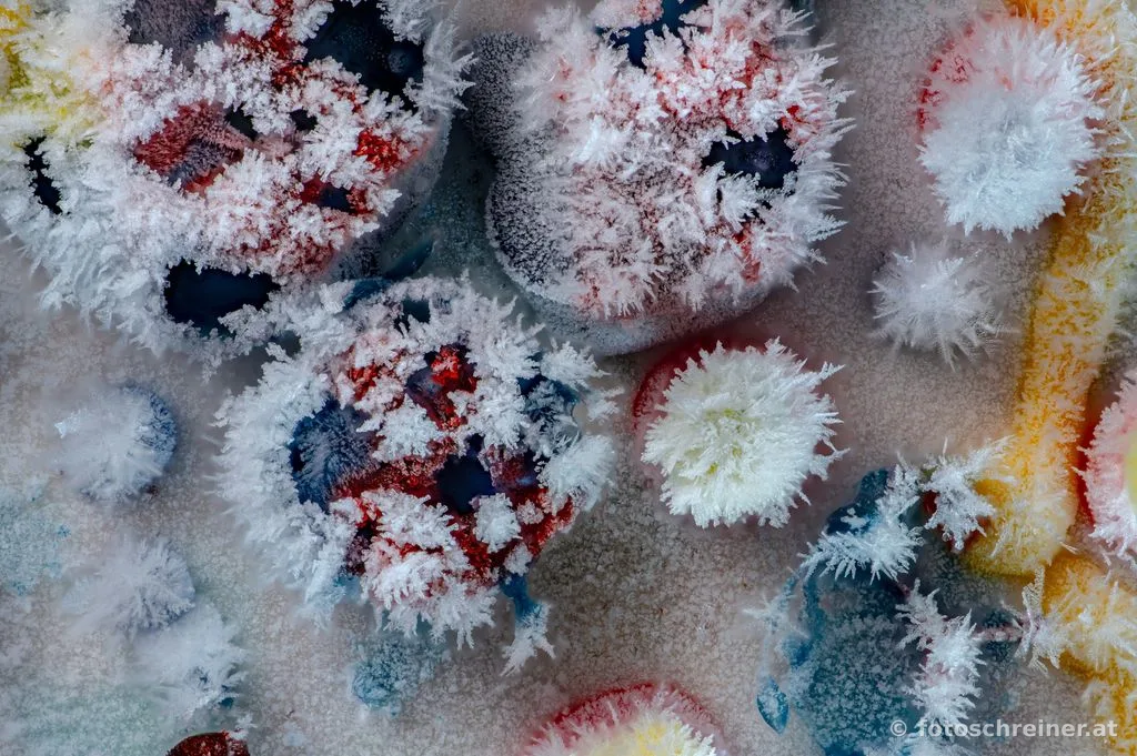 Frozen Art