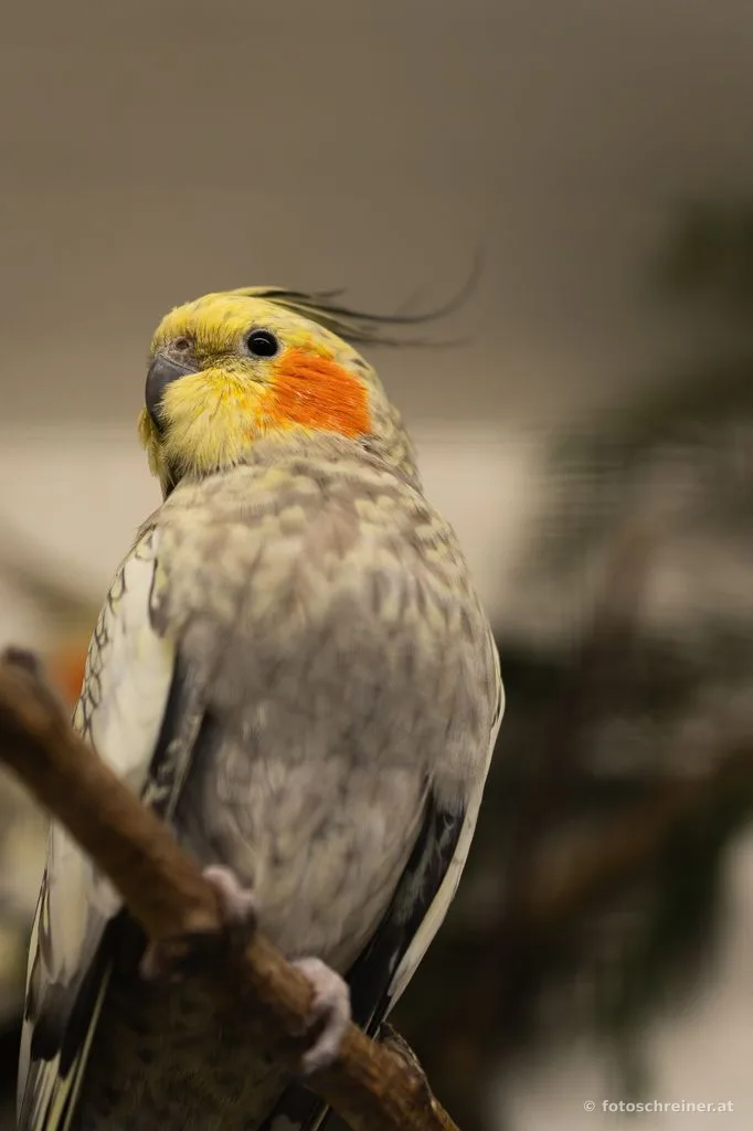 Kleintierausstellung - Rassekleintierzuchtvereins E39