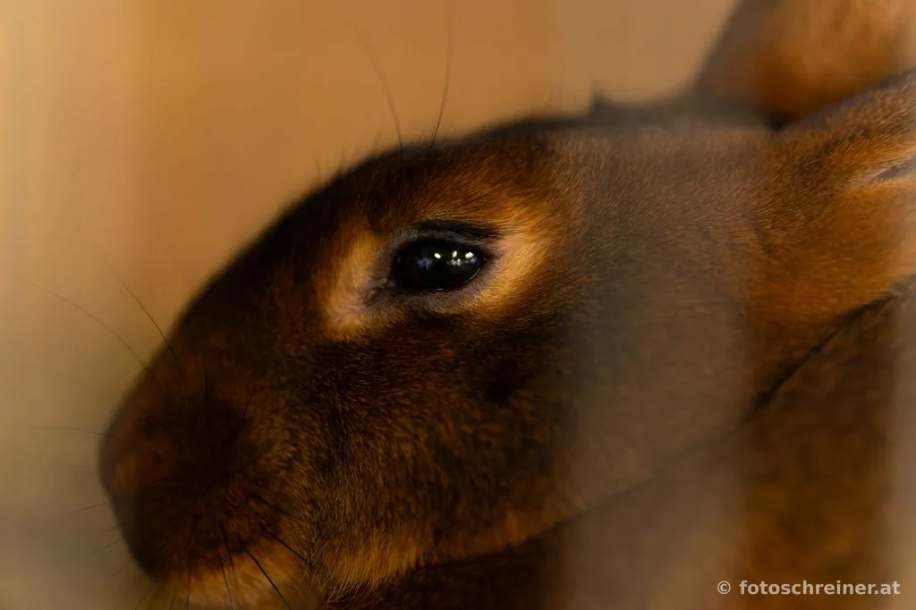 Kleintierausstellung - Rassekleintierzuchtvereins E39