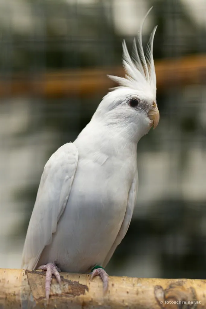 Kleintierausstellung - Rassekleintierzuchtvereins E39
