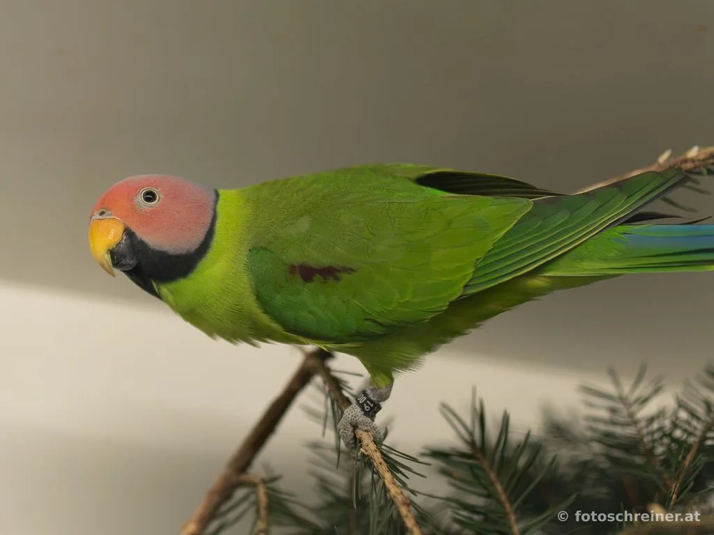 Kleintierausstellung - Rassekleintierzuchtvereins E39