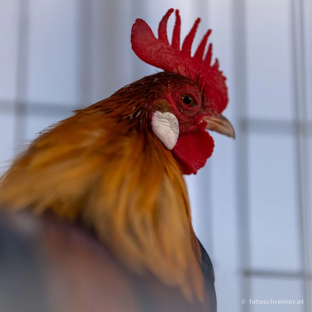 Kleintierausstellung - Rassekleintierzuchtvereins E39