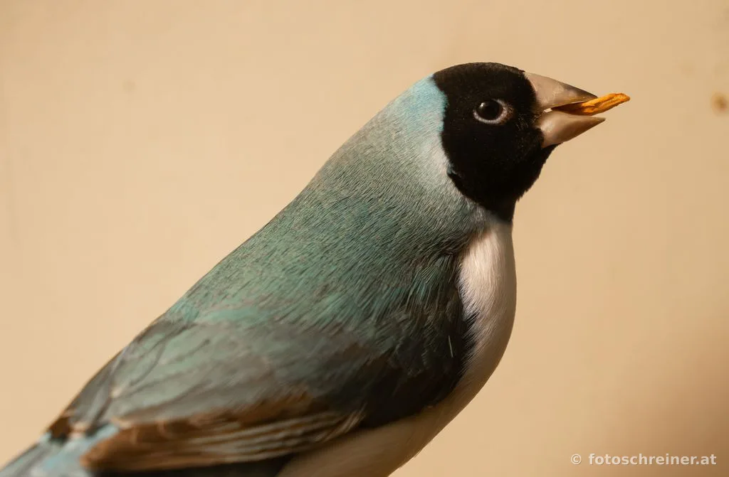 Kleintierausstellung - Rassekleintierzuchtvereins E39