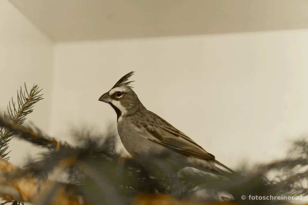 Kleintierausstellung - Rassekleintierzuchtvereins E39
