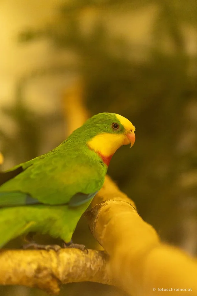 Kleintierausstellung - Rassekleintierzuchtvereins E39