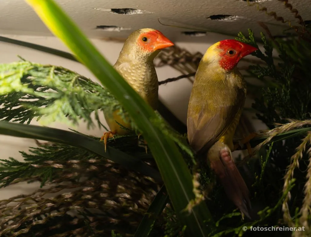 Kleintierausstellung - Rassekleintierzuchtvereins E39