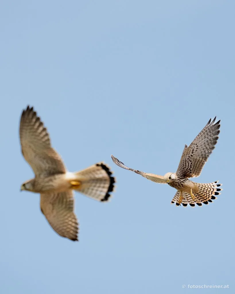 Vögel