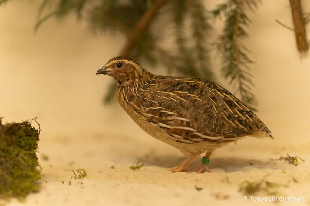 Kleintierausstellung - Rassekleintierzuchtvereins E39