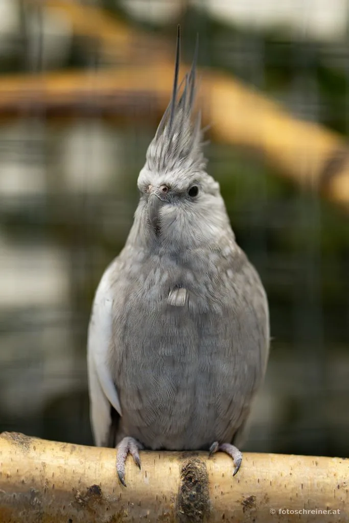 Kleintierausstellung - Rassekleintierzuchtvereins E39