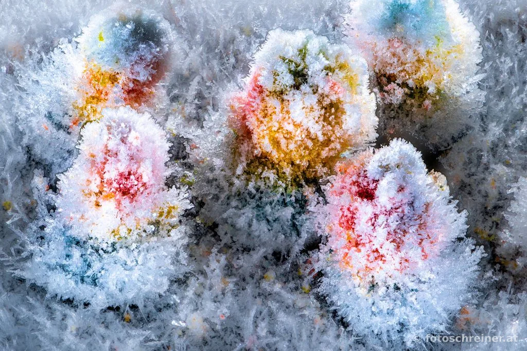 Frozen Art