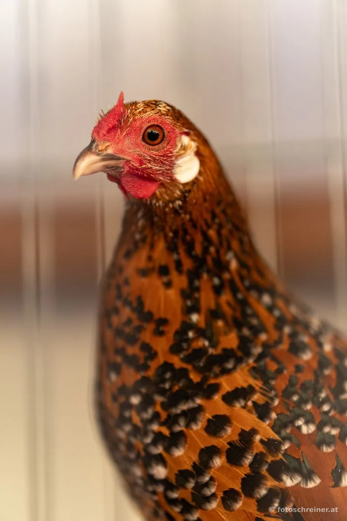 Kleintierausstellung - Rassekleintierzuchtvereins E39