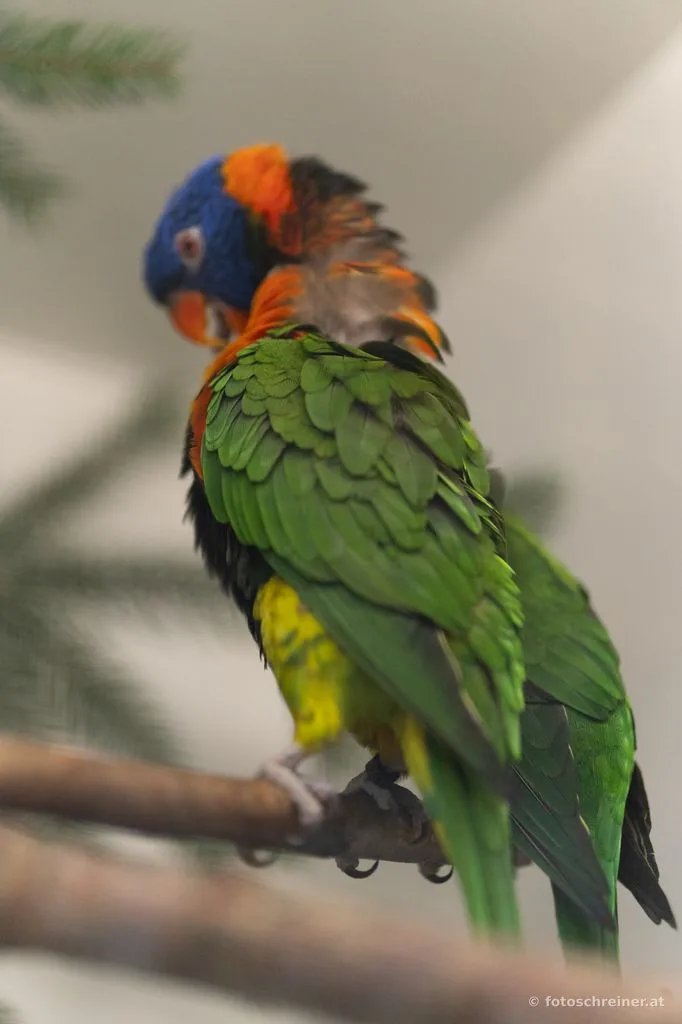 Kleintierausstellung - Rassekleintierzuchtvereins E39