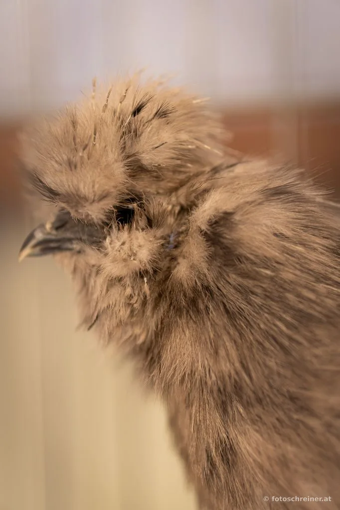 Kleintierausstellung - Rassekleintierzuchtvereins E39