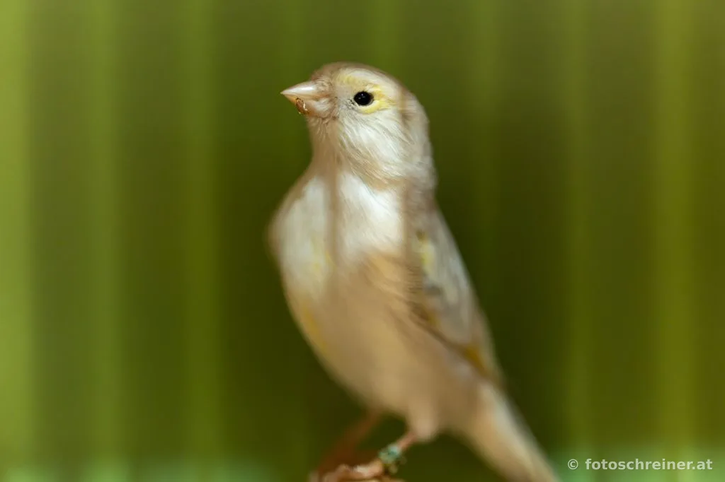 Kleintierausstellung - Rassekleintierzuchtvereins E39