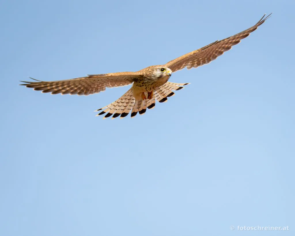 Vögel