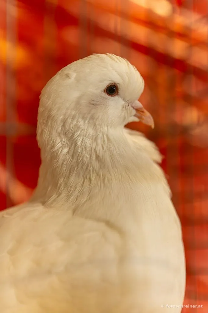 Kleintierausstellung - Rassekleintierzuchtvereins E39