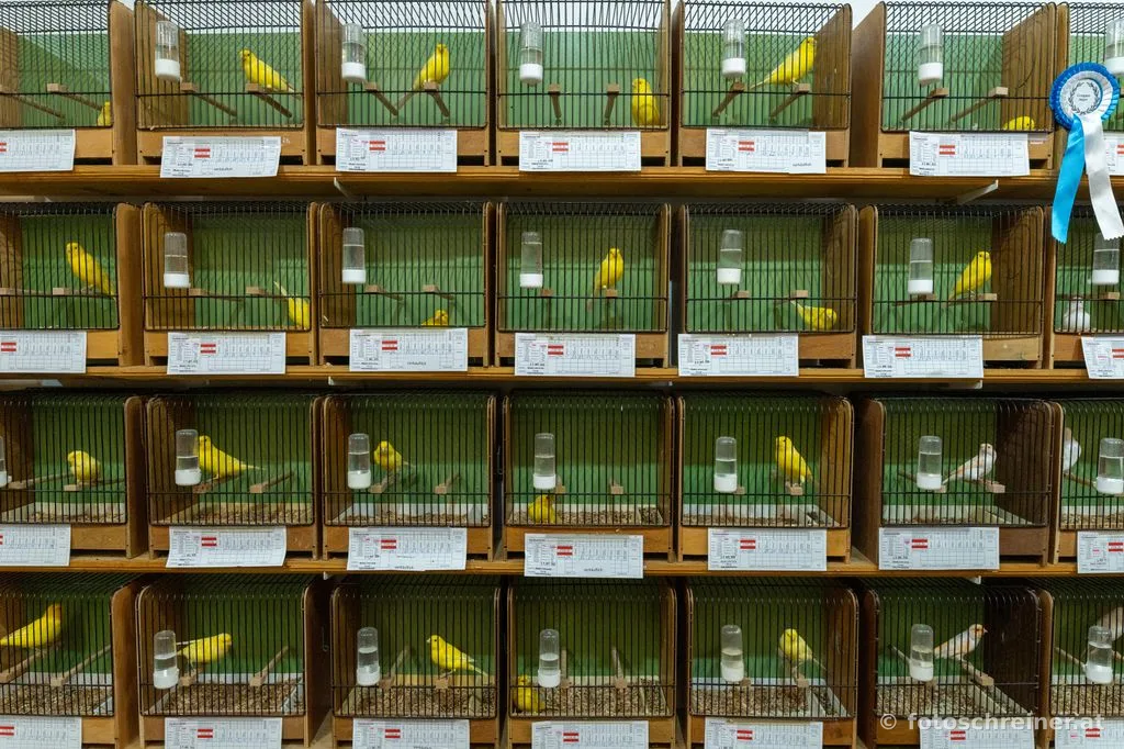 Kleintierausstellung - Rassekleintierzuchtvereins E39