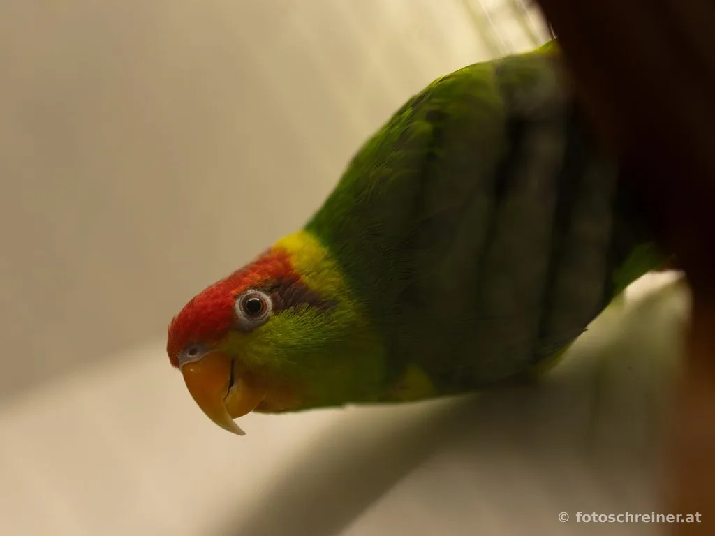 Kleintierausstellung - Rassekleintierzuchtvereins E39