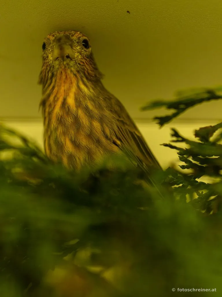 Kleintierausstellung - Rassekleintierzuchtvereins E39