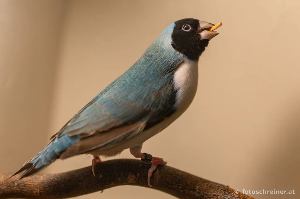 Kleintierausstellung - Rassekleintierzuchtvereins E39