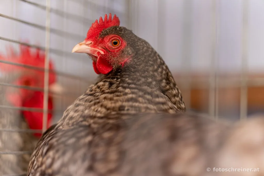 Kleintierausstellung - Rassekleintierzuchtvereins E39