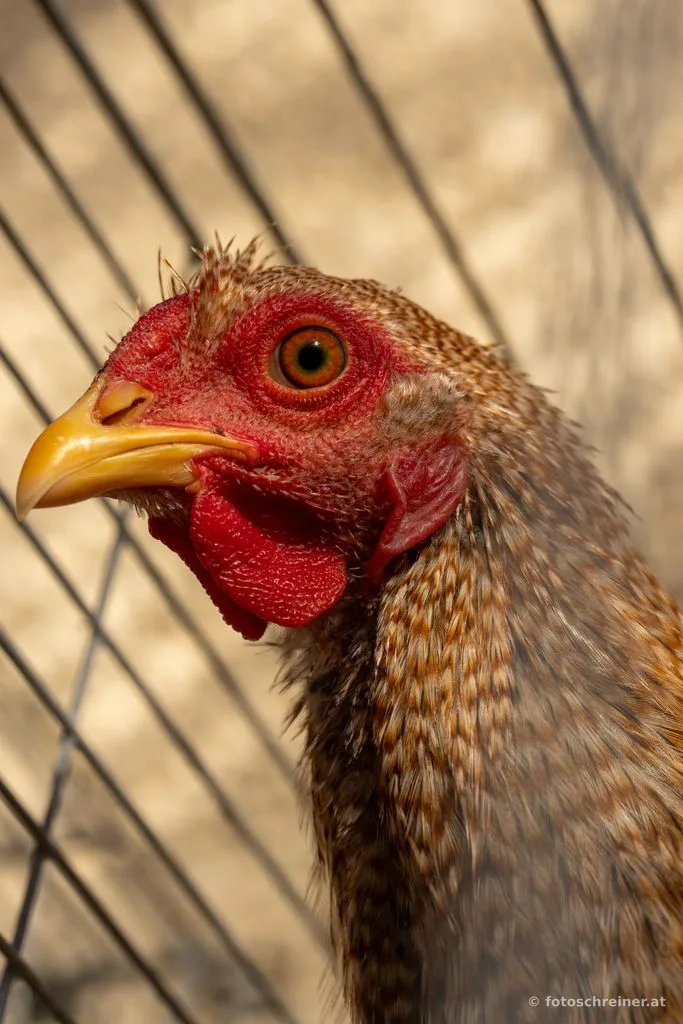 Kleintierausstellung - Rassekleintierzuchtvereins E39