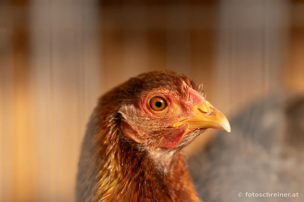 Kleintierausstellung - Rassekleintierzuchtvereins E39