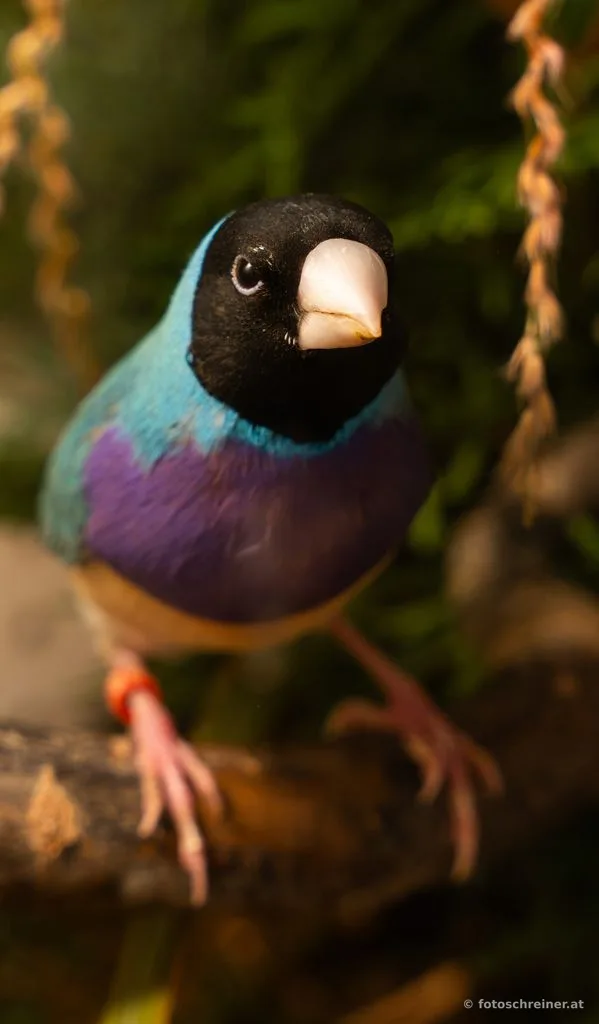 Kleintierausstellung - Rassekleintierzuchtvereins E39