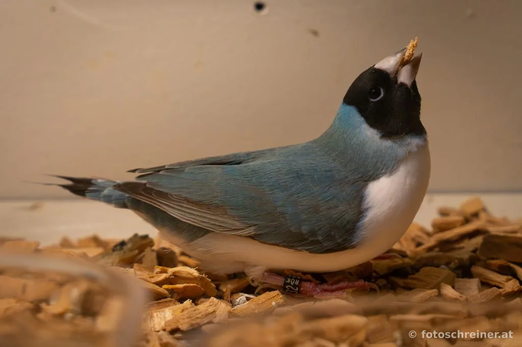 Kleintierausstellung - Rassekleintierzuchtvereins E39